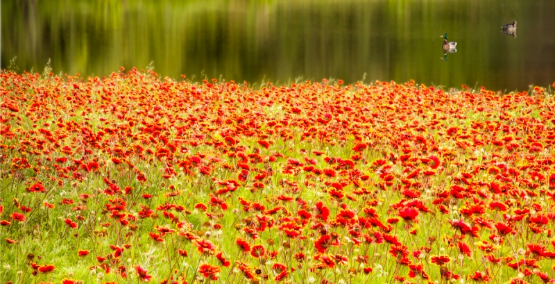 Field of Red by artist Derris Lanier